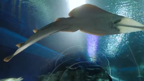 Kuala lumpur, malaysien - 10. februar 2013. menschen in aquaria klcc schauen auf schaufelnase ray glaucostegus typus im speziellen becken. — Stockvideo