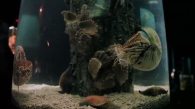 Chambered Nautilus Nautilus pompilius, 500 milyon yıl önce var yaşayan fosiller.