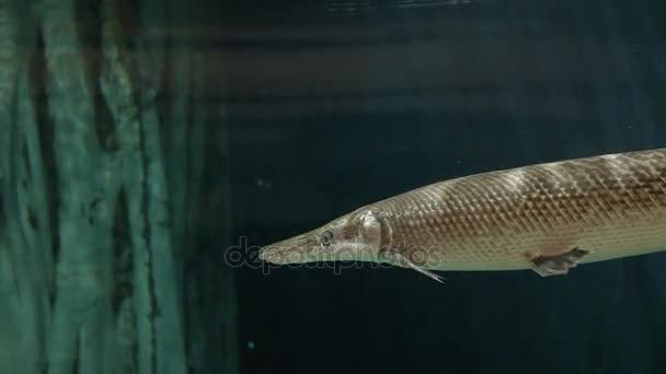 Timsah Atractosteus spatula, ray kanatlı euryhaline balık gar. — Stok video