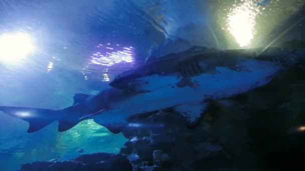 沙虎鲨鱼金牛座，危险的鱼漂浮在专用罐. — 图库视频影像