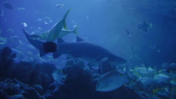 Piasek Tiger Shark Carcharias taurus, niebezpieczne ryby pływające w specjalnym zbiorniku. — Wideo stockowe