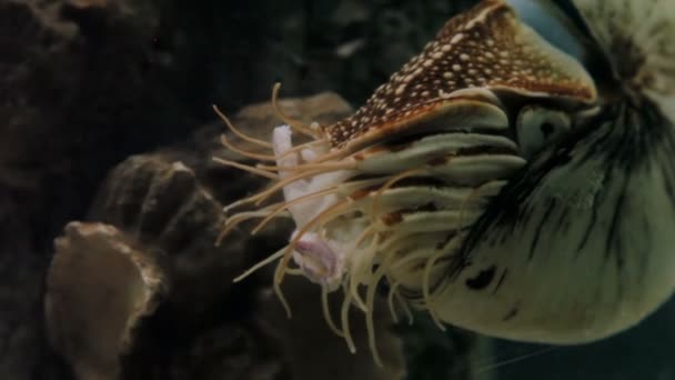 Chambered Nautilus Nautilus pompilius , one of the living fossils which existed 500 million years ago. — Stock Video