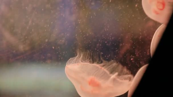 Moon Jellies Aurelia aurita, également connue sous le nom de gelées aux soucoupes. Belle gelée de poisson .