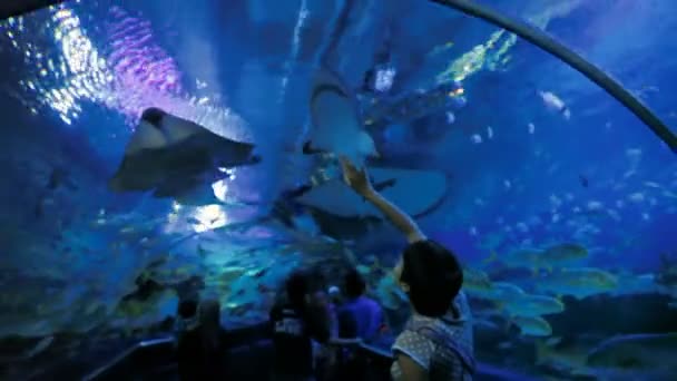 KUALA LUMPUR, MALASIA - 10 de febrero de 2013. Personas en Aquaria KLCC mirando a Shovelnose Ray Glaucostegus typus, Giant Blotched Fantail Ray Taeniura meyeni n tanque especial . — Vídeo de stock