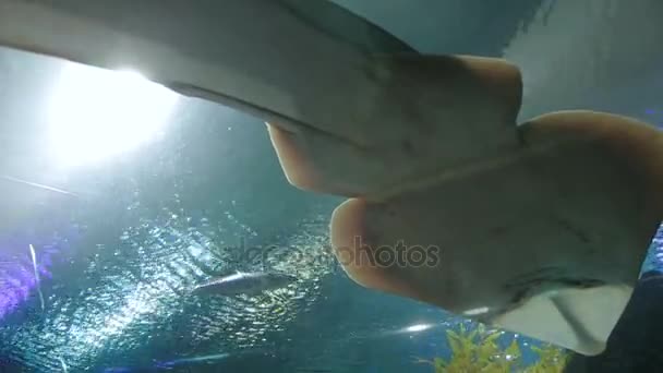 Shovelnose Ray Glaucostegus typus en tanque especial, vista inferior . — Vídeo de stock