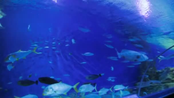 Différents poissons flottent dans l'aquarium . — Video