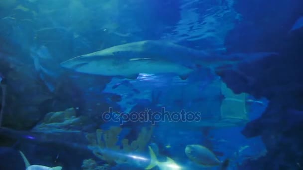 Zand tijgerhaai Carcharias taurus, gevaarlijke vis drijvend in speciale tank. — Stockvideo