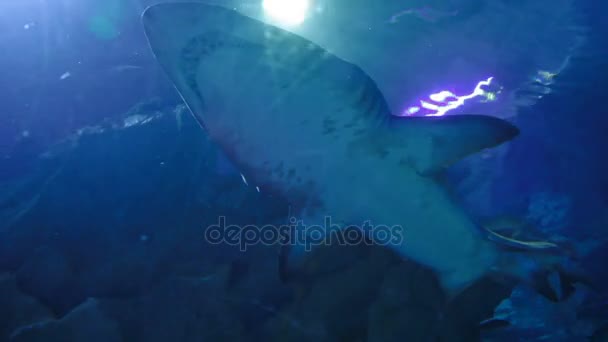 Piasek Tiger Shark Carcharias taurus, niebezpieczne ryby pływające w specjalnym zbiorniku. — Wideo stockowe