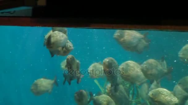 Piraña de peces Pygocentrus nattereri flotando en acuario especial con algas marinas y generador de oxígeno . — Vídeo de stock