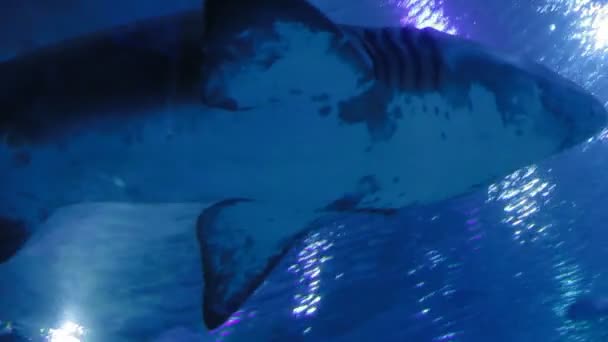 沙虎鲨鱼金牛座，危险的鱼漂浮在专用罐. — 图库视频影像