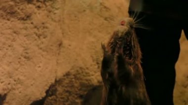 Asya su samuru Aonyx küçük pençe cinerea özel kırmızı ışık ile tank içinde. Yiyecek için yalvarmak su samuru.