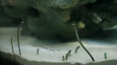 Onların burrows'benekli Bahçe yılan balığı Heteroconger hassi bakışı.