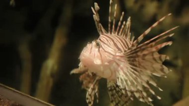 Lionfish Pterois volitans. Özel akvaryumda yüzen tehlikeli güzel balık.