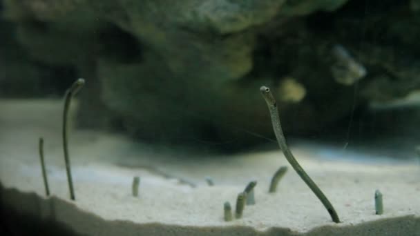 Manchado jardín anguila heteroconger hassi mirar desde sus madrigueras . — Vídeo de stock