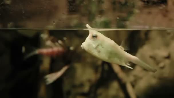 Cowfish Lactoria cornuta. Jedovaté vtipné ryby plovoucí ve speciální tank. — Stock video