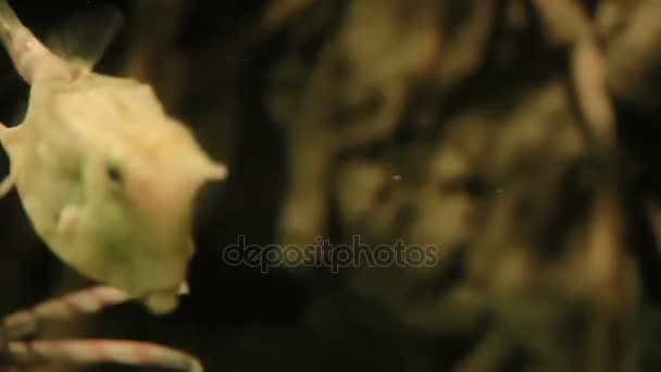 Cowfish Lactoria cornuta . Poisonous funny fish floating in special tank. — Stock Video