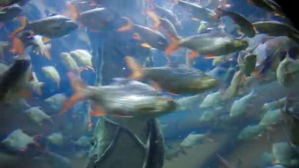 Shoal van zilverpapier Barb Barbonymus schwanenfeldii vissen bewegen. — Stockvideo