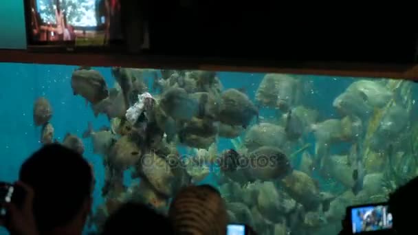 食人鱼鱼有着 nattereri 漂浮在特殊水族馆与海藻和氧气发生器。游客看饲食人鱼. — 图库视频影像