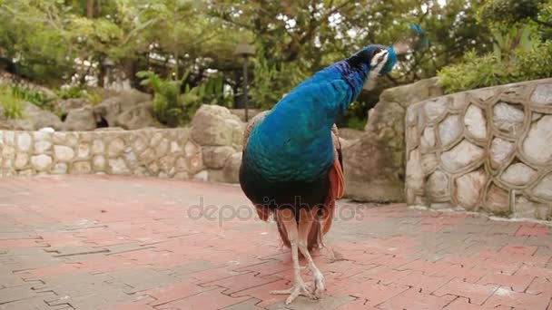 Peafowl azul indiano ou pavão Pavo cristatus  . — Vídeo de Stock