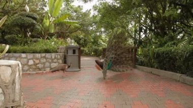 Erkek tavuskuşu onun muhteşem tüylü masal gösterilen kadın bir tavus kuşu Kur.