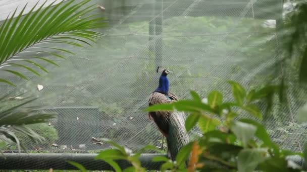 Búho real azul indio o pavo real Pavo cristatus  . — Vídeos de Stock