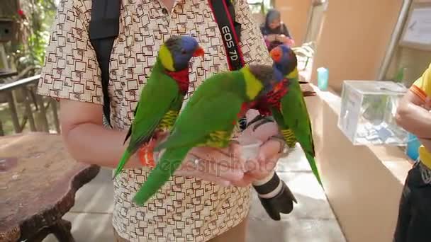 KUALA LUMPUR, MALASIA - 03 de febrero de 2013. Hombre alimentando loros Lori. Atracción divertida para los turistas . — Vídeo de stock