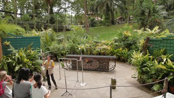 Kuala Lumpur, Maleisië - 03 februari 2013. Vogel Toon in vogelpark van Kuala Lumpur. Groene papegaai toont verschillende trucs. — Stockvideo