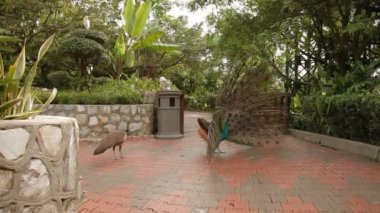 Hint mavi tavus veya tavus kuşu Pavo cristatus .