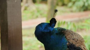 Hint mavi tavus veya tavus kuşu Pavo cristatus .