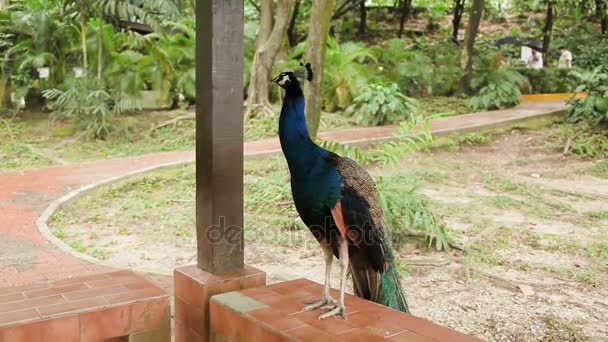 Peafowl azul indiano ou pavão Pavo cristatus  . — Vídeo de Stock