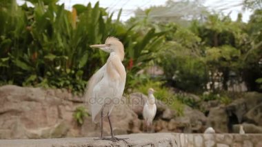 Sığır balıkçıl Bubulcus Ibis, heron kozmopolit bir tür. Beyaz kuş tüyleri temizler. Malezya.