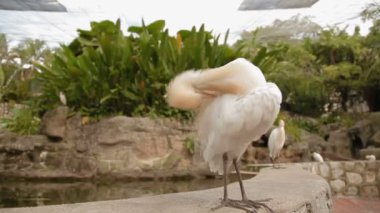 Sığır balıkçıl Bubulcus Ibis, heron kozmopolit bir tür. Beyaz kuş tüyleri temizler. Malezya.