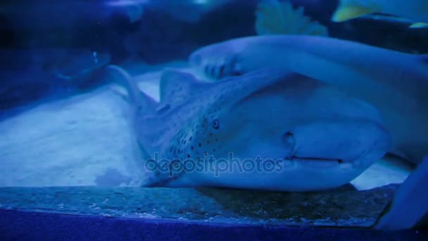 Mâchoires de requin zèbre léopard Stegostoma fasciatum. Clip de gros plan de poissons tachetés . — Video