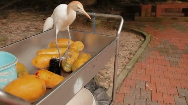 De Koereiger Bubulcus ibis, een kosmopolitische soort heron. Witte vogel kiest wat te eten van voedsel kar. Maleisië. — Stockvideo