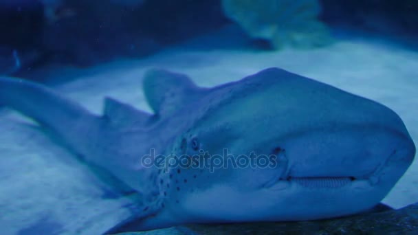 ヒョウ ゼブラ サメ Stegostoma fasciatum の顎。斑点を付けられた魚のクリップを閉じる. — ストック動画