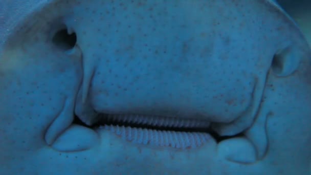 Kaken van Leopard zebra Shark Stegostoma fasciatum. Close-up van de clip van de gevlekte vis. — Stockvideo