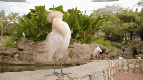 A garça de gado Bubulcus ibis, uma espécie cosmopolita de garça. O pássaro branco limpa as suas penas. Malásia . — Vídeo de Stock