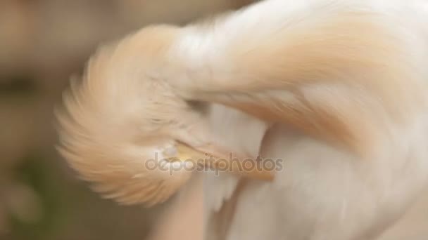 La garza del ganado Bubulcus ibis, una especie cosmopolita de garza. El pájaro blanco limpia sus plumas. Malasia . — Vídeos de Stock