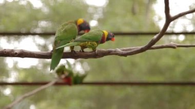 Gökkuşağı Lori, Trichoglossus moluccanus, renkli papağan türleri. Malezya.