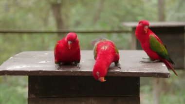Gökkuşağı Lori, Trichoglossus moluccanus, renkli papağan türleri. Malezya.