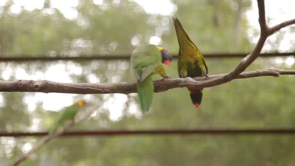 Den regnbåge lorikeet Trichoglossus moluccanus, färgglada arter av papegojan. Malaysia. — Stockvideo