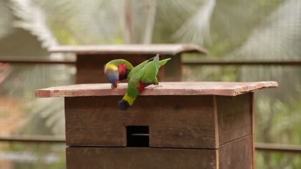 Szivárványos lóri Trichoglossus moluccanus, színes faj papagáj. Malajzia. — Stock videók