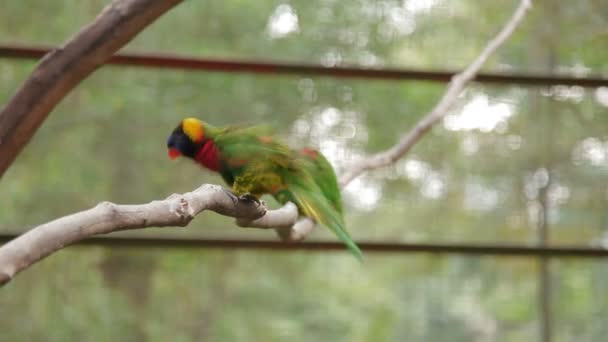 O arco-íris lorikeet Trichoglossus moluccanus, espécies coloridas de papagaio. Malásia . — Vídeo de Stock