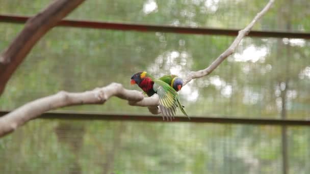 Gökkuşağı Lori, Trichoglossus moluccanus, renkli papağan türleri. Malezya. — Stok video