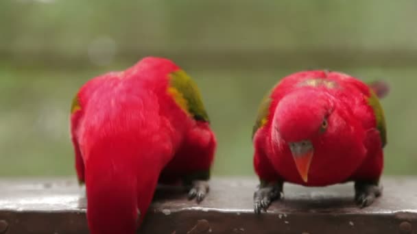 Gökkuşağı Lori, Trichoglossus moluccanus, renkli papağan türleri. Malezya. — Stok video
