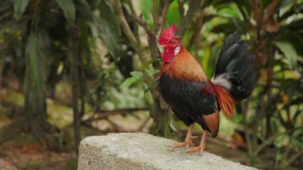 Rooster. Farm bird with bright feathers. — Stock Video