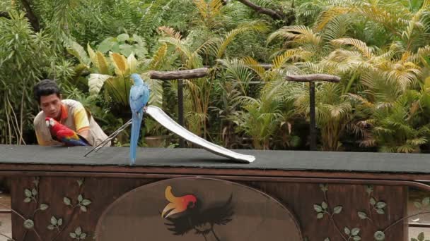 Kuala Lumpur, Malaysia - 03 februari 2013. Bird Show i fågelparken av Kuala Lumpur. Papegojor Visa olika knep. — Stockvideo