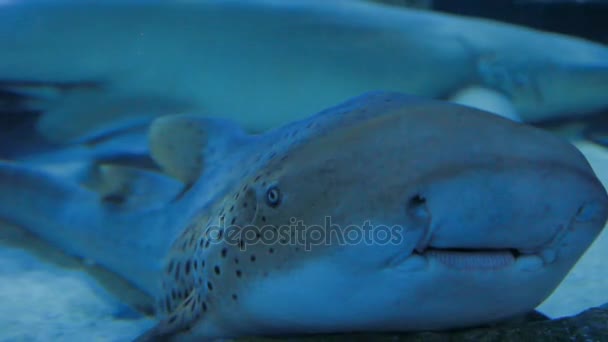 Kiefer des Leopardenzebrahais stegostoma fasciatum. Nahaufnahme von gefleckten Fischen. — Stockvideo