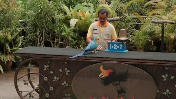 Kuala Lumpur, Malajzia - február 03, 2013. Madár Show-ban Kuala Lumpur Bird Park. Papagáj show különböző trükkök. — Stock videók