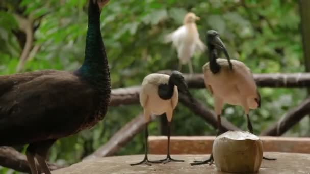 Il sacro ibis Threskiornis aethiopicus africano. Coppia di loro bere lotta con pavone per una noce di cocco. Malesia . — Video Stock